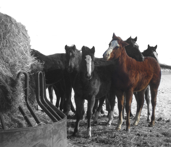 Doug Jacobs Quarter Horses